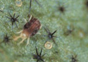 Korean_Melon_Disease